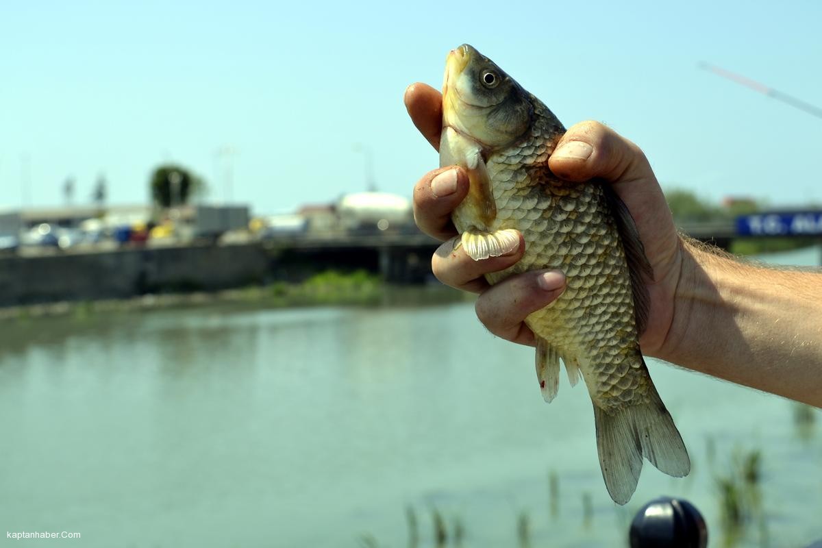 Alaplı'da "İsrail sazanı" paniği